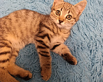 Кошки в Новороссийске: Котёнок в добрые руки Девочка, Бесплатно - фото 1