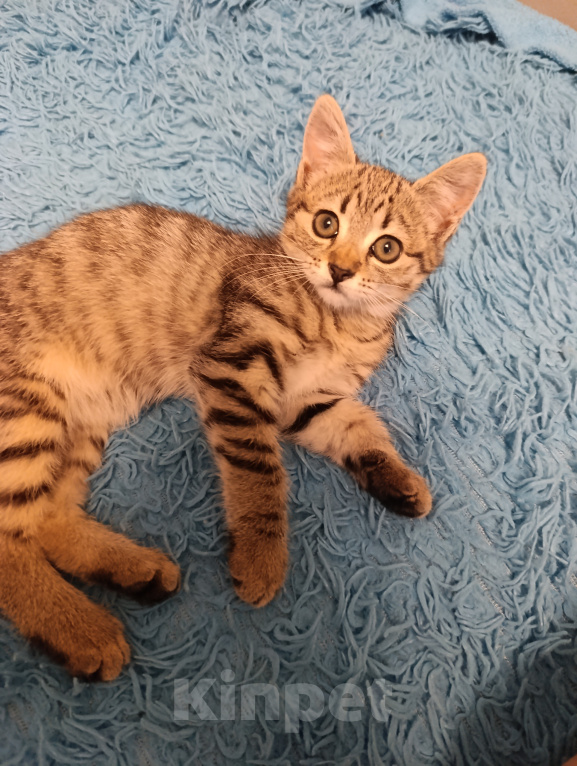 Кошки в Новороссийске: Котёнок в добрые руки Девочка, Бесплатно - фото 1