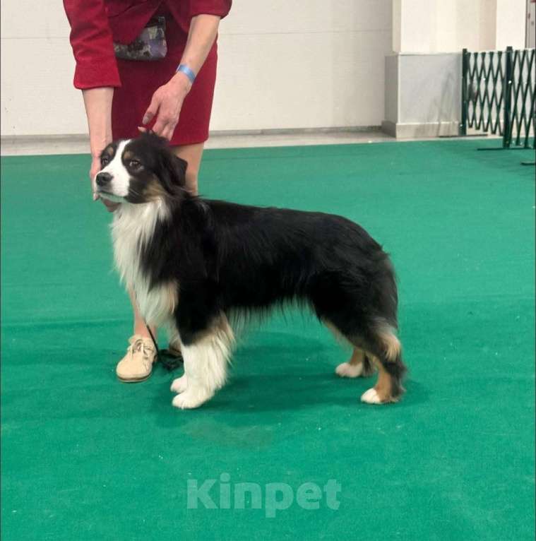 Собаки в других городах Московской области: Взрослый кобель миниаусси Мальчик, 150 000 руб. - фото 1