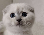 Кошки в Электростали: Шотландский вислоухий короткошёрстный котёнок Девочка, 15 000 руб. - фото 1