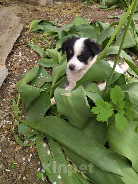 Собаки в Ипатово: Отдам в добрые руки Девочка, Бесплатно - фото 3