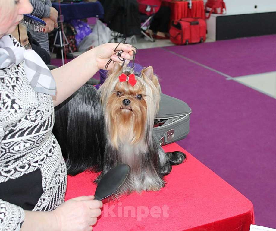 Собаки в Москве: Молодой мальчик для вязки. Мальчик, Бесплатно - фото 2