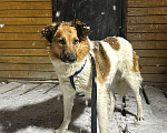 Собаки в Санкт-Петербурге: Скромный, спокойный и ласковый небольшой пёс Мальчик, Бесплатно - фото 10