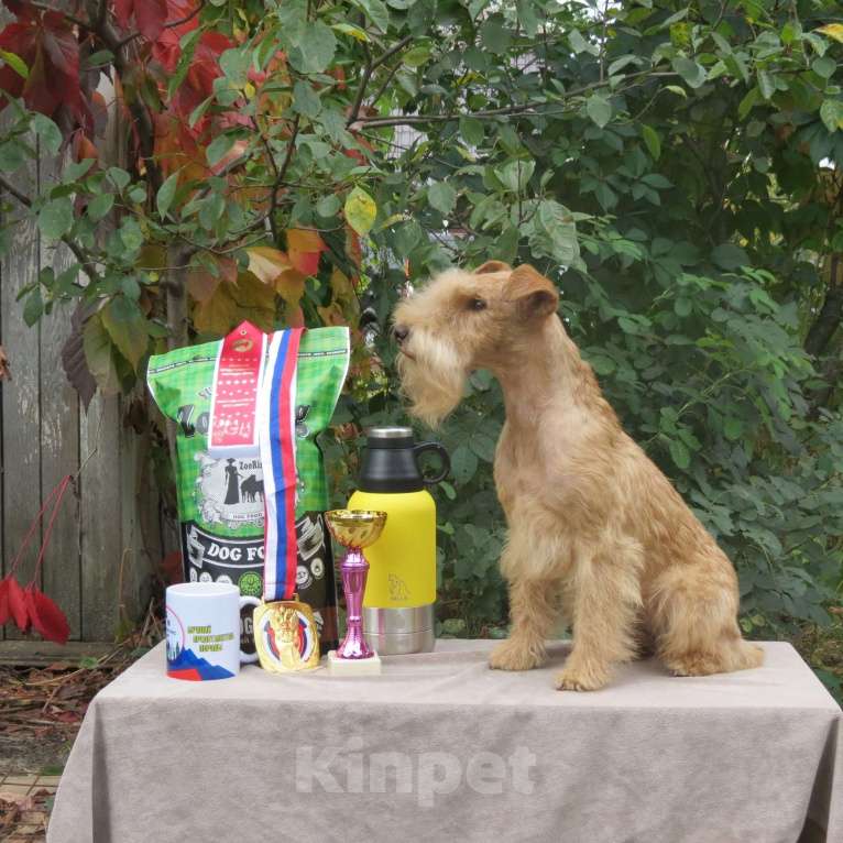 Собаки в Москве: Подрощенный щенок Лейкленд терьера Мальчик, 70 000 руб. - фото 7