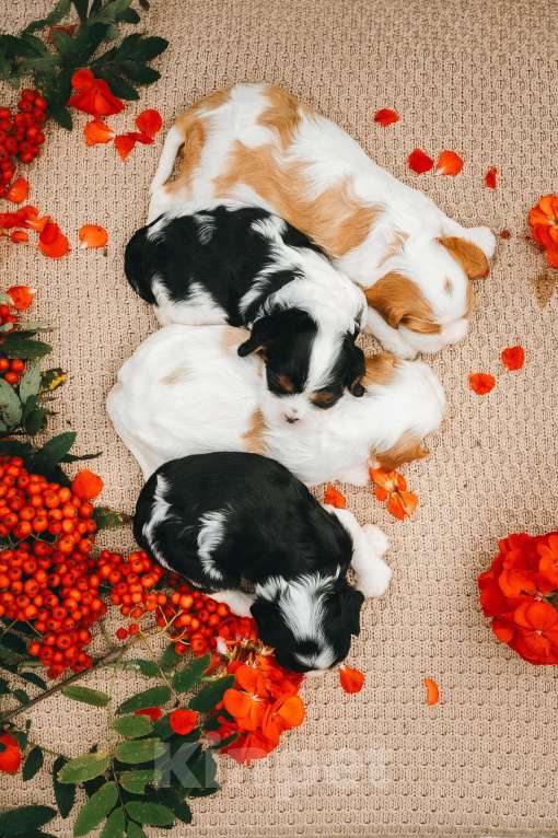 Собаки в Санкт-Петербурге: Питомник Астра Беллатрикс (Astra Bellatrix)представляет помёт Девочка, 150 000 руб. - фото 4