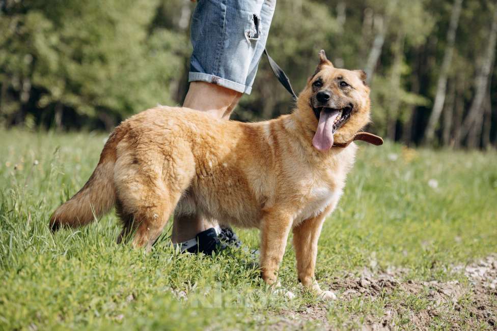 Собаки в Москве: Небольшая рыжая лисичка в добрые руки Мальчик, Бесплатно - фото 7