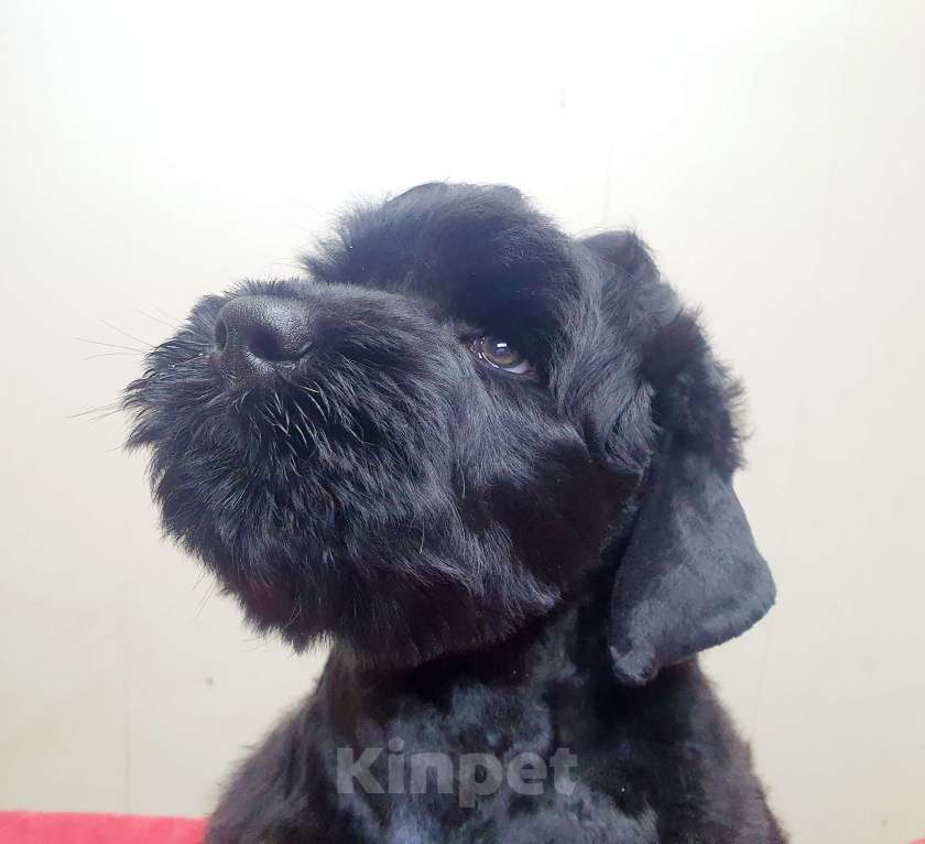 Собаки в Новосибирске: русский чёрный терьер , щенки  Девочка, 30 000 руб. - фото 4