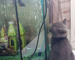 Кошки в Майкопе: отдаю котят в добрые руки  Девочка, Бесплатно - фото 3