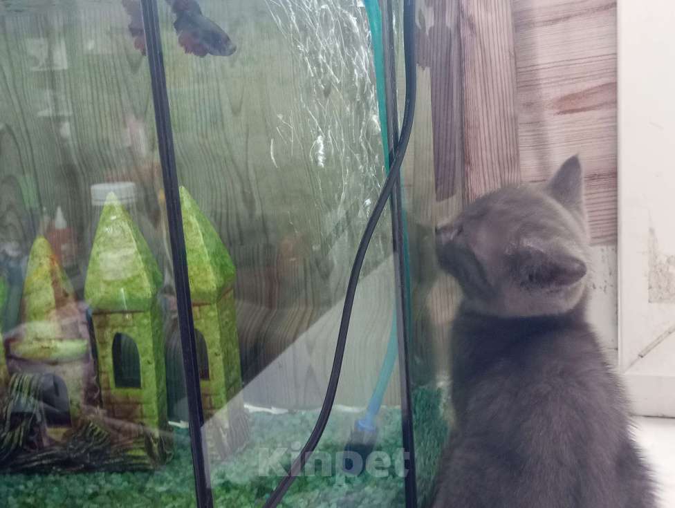 Кошки в Майкопе: отдаю кошечку в добрые руки  Девочка, Бесплатно - фото 3