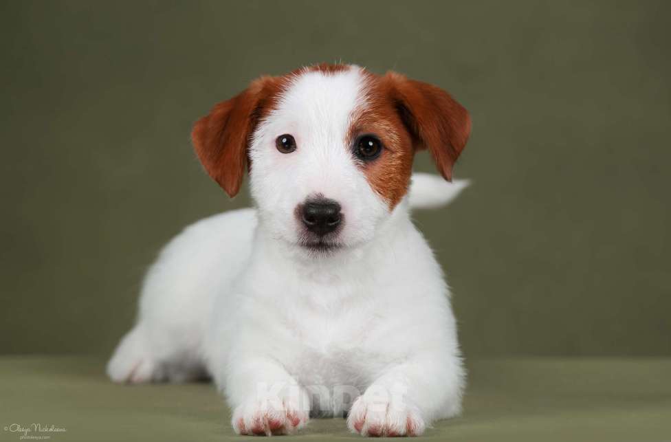 Собаки в Санкт-Петербурге: Марлекс Солар Николь Девочка, 50 000 руб. - фото 1
