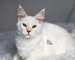Кошки в Москве: Самый ласковый котенок мейнкун Мальчик, 25 000 руб. - фото 1