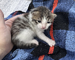 Кошки в Ростове-на-Дону: Котята в добрые руки Разнополые, Бесплатно - фото 6
