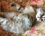 Кошки в Москве: Бенгальский котенок (метис) Лина, 10 месяцев, Бесплатно - фото 9