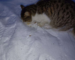 Кошки в Серафиме: Шотландская прямоухая кошка. Стерилизована., Бесплатно - фото 4