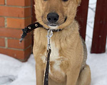Собаки в Москве: Замечательные щенки Мистер Бонд и Белла ищут дом, Бесплатно - фото 5