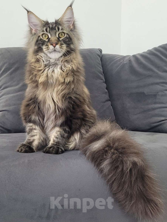 Кошки в Москве: Котенок мейн-кун  Мальчик, 60 000 руб. - фото 4