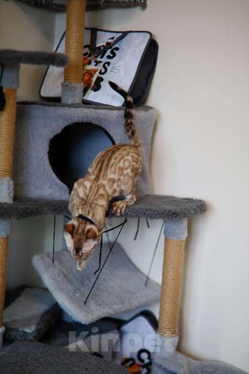 Кошки в Москве: Бенгальский котёнок  Мальчик, 90 000 руб. - фото 10