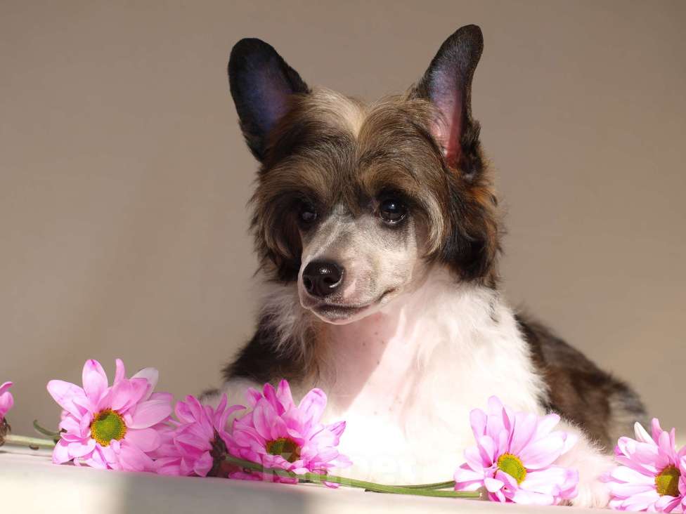 Собаки в Липецке: Щенки китайской хохлатой собаки Мальчик, 20 000 руб. - фото 8