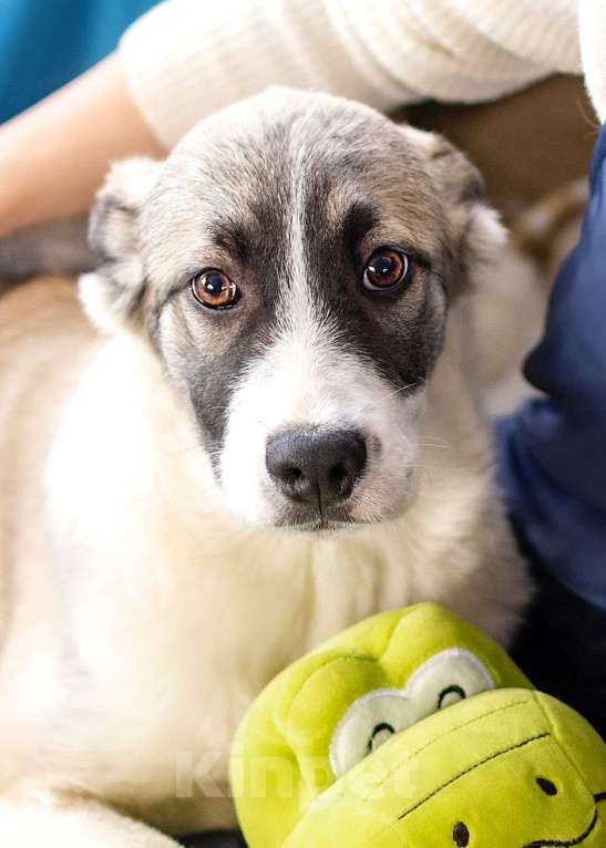 Собаки в Москве: В поиске дома и любящих родителей чудесная красавица Шанни Девочка, 1 руб. - фото 2