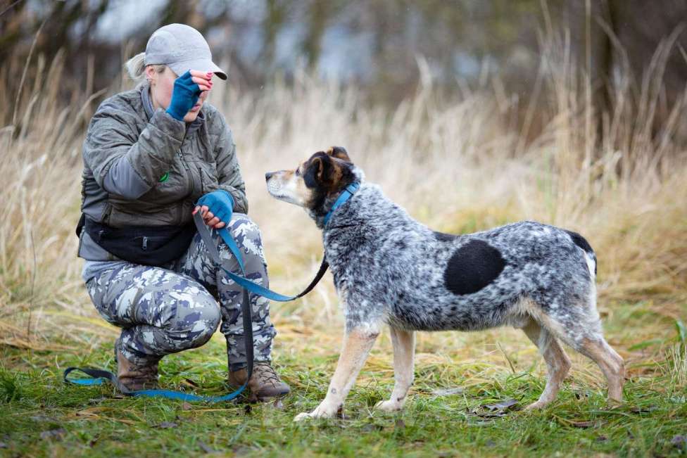 Собаки в Химках: Тино пес из приюта Мальчик, Бесплатно - фото 7
