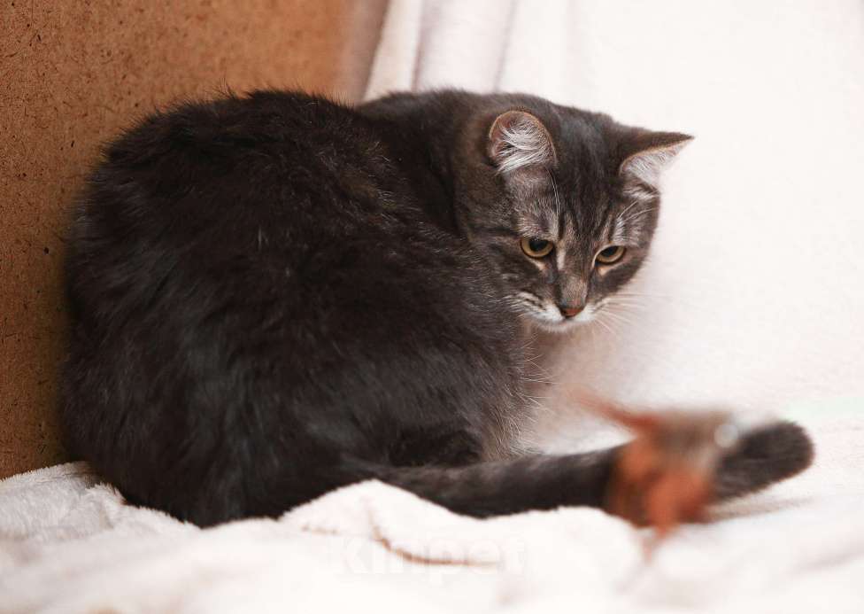 Кошки в Москве: Котоджентльмен ищет дом Мальчик, Бесплатно - фото 5