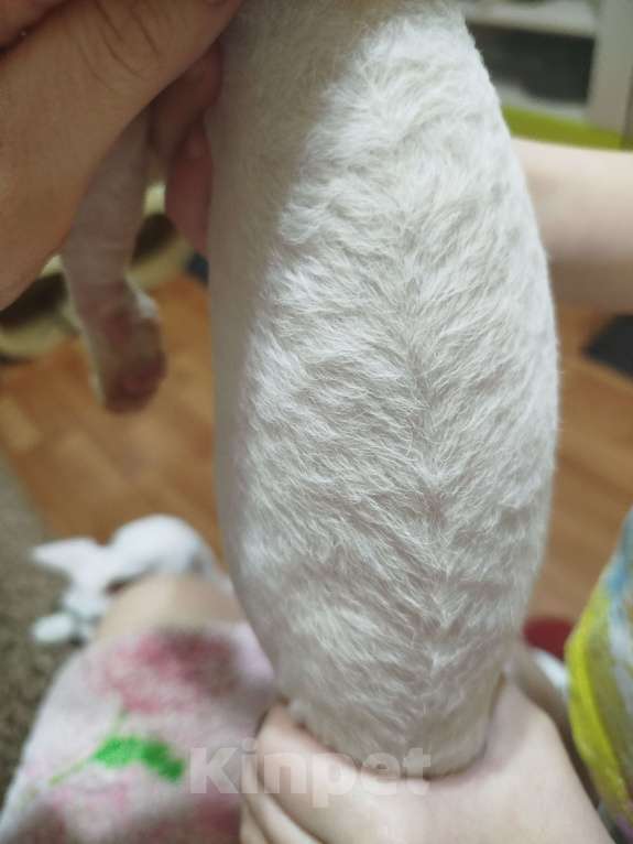 Кошки в Воронеже: Девон Рекс котёнок Мальчик, Бесплатно - фото 4