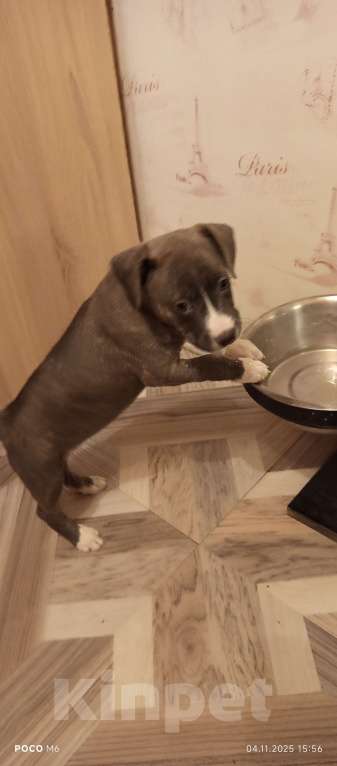 Собаки в Жуковском: Щенок Девочка, 5 000 руб. - фото 2