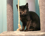 Кошки в Москве: Котенок даром Мальчик, Бесплатно - фото 4