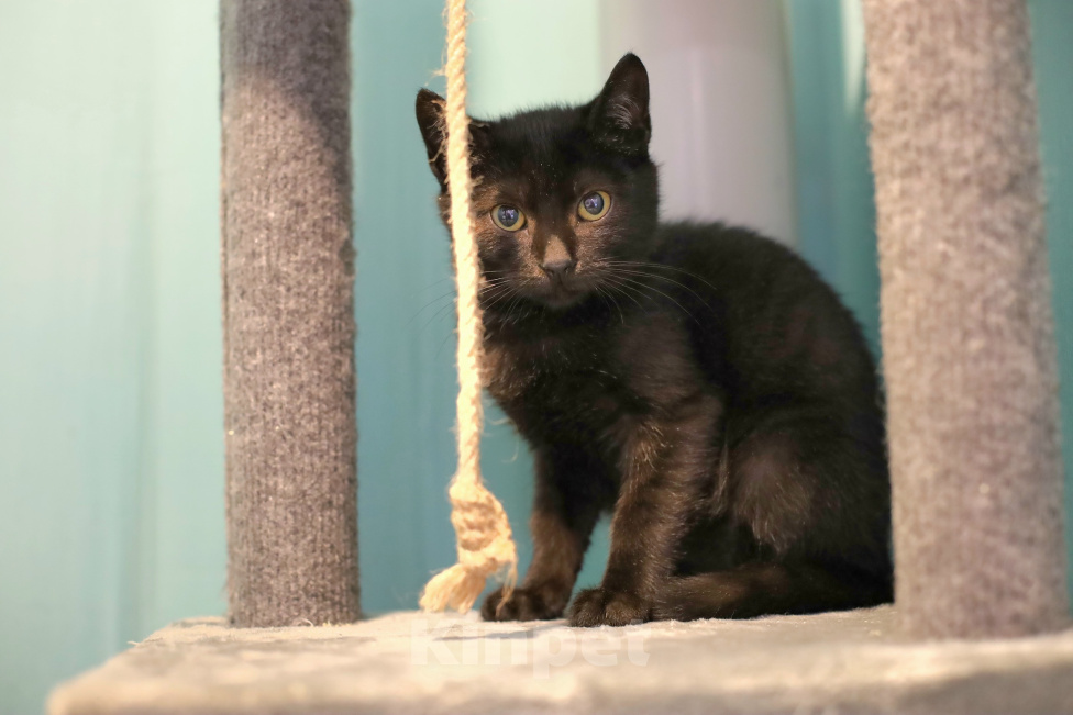 Кошки в Москве: Котенок даром Мальчик, Бесплатно - фото 4