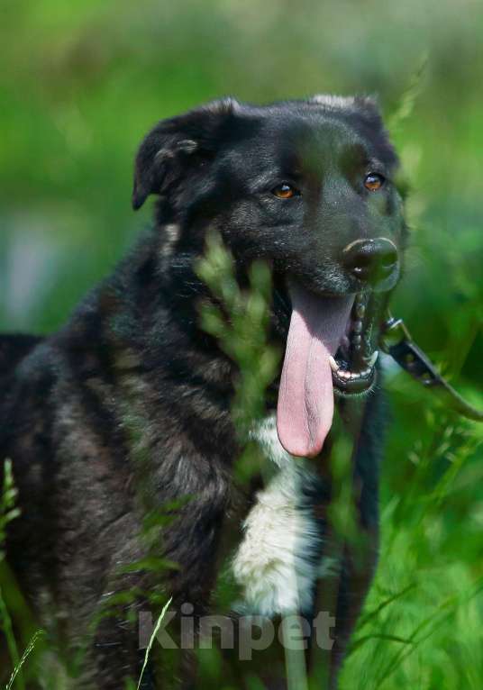Собаки в Москве: Пес для большой семьи Мальчик, Бесплатно - фото 9