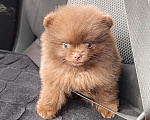 Собаки в Самаре: Шоколадные мини шпицы Мальчик, 120 000 руб. - фото 6