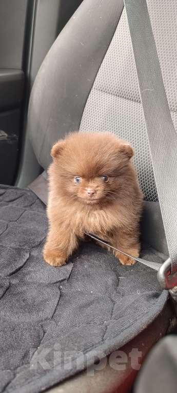 Собаки в Самаре: Шоколадные мини шпицы Мальчик, 120 000 руб. - фото 6