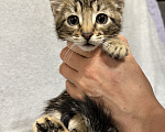 Кошки в Санкт-Петербурге: Ищем дом спасенных  с улицы котят! 🐾 Мальчик, Бесплатно - фото 1