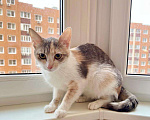 Кошки в Москве: Лика - трехцветная, нежная, теплая, добрая кошка в добрые руки Девочка, Бесплатно - фото 8