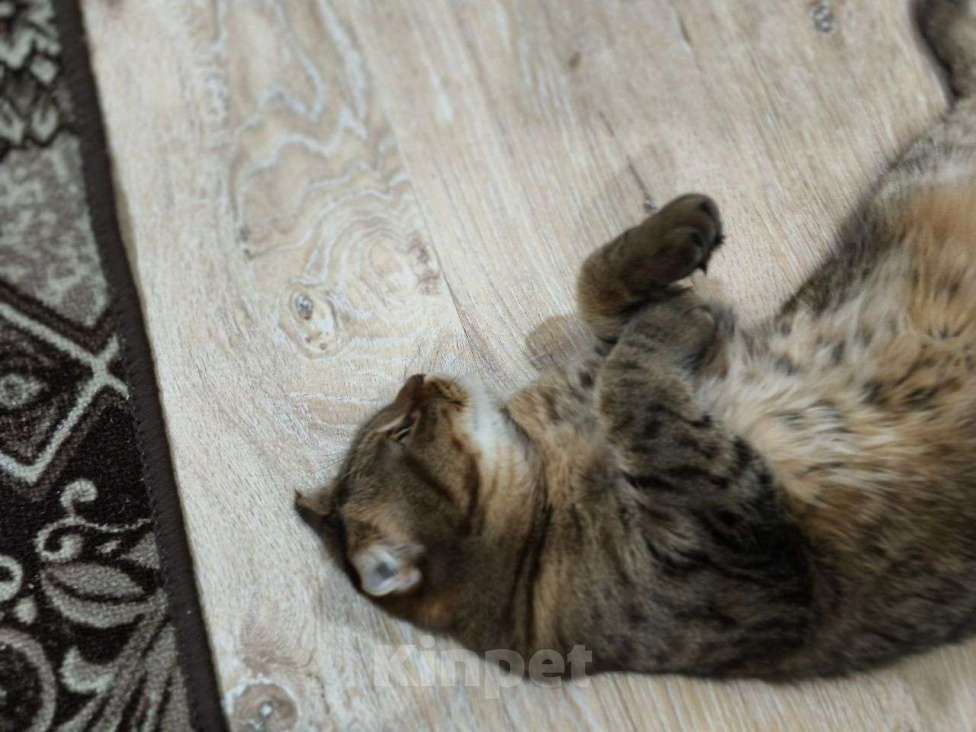 Кошки в Ростове-на-Дону: Британская короткошёрстная кошка Девочка, Бесплатно - фото 2