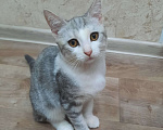 Кошки в Оренбурге: Отдам котёнка Мальчик, Бесплатно - фото 1