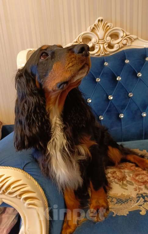 Собаки в Москве: Русский охотничий спаниель, вязка Мальчик, Бесплатно - фото 3