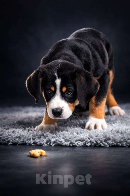 Собаки в Москве: большой швейцарский зенненхунд (гросс) щенки Девочка, 150 000 руб. - фото 1