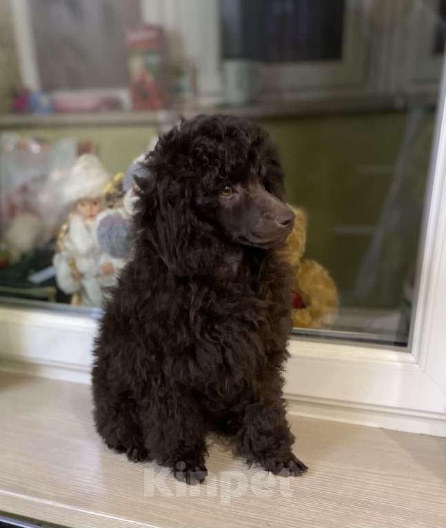 Собаки в Москве: Щенок пуделя мальчик 1 Мальчик, 90 000 руб. - фото 3