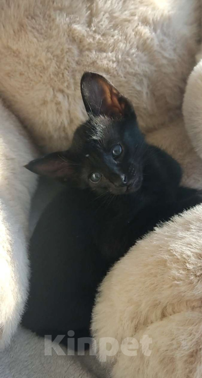 Кошки в Москве: Ориентальные котята, девочки Девочка, 65 000 руб. - фото 3