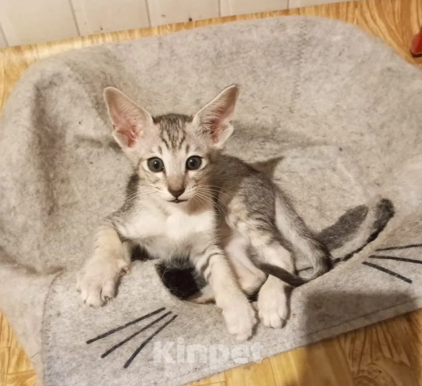 Кошки в Кузнецке: Ориентальный котенок Разнополые, 20 000 руб. - фото 1