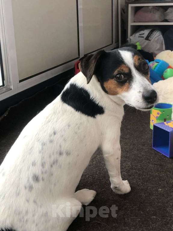 Собаки в Санкт-Петербурге: Потерялась собака  Девочка, Бесплатно - фото 2