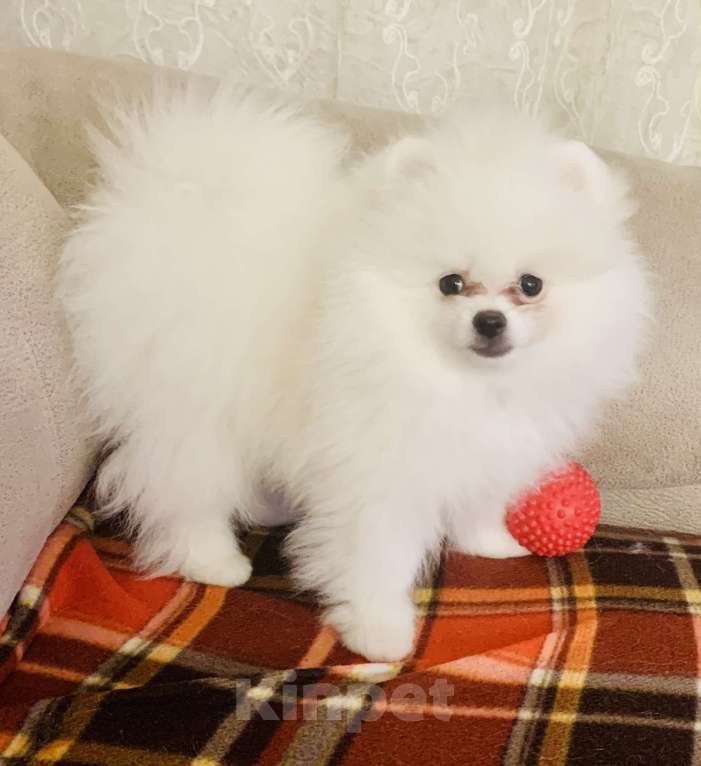 Собаки в Екатеринбурге: Щенки шпица Девочка, 60 000 руб. - фото 3