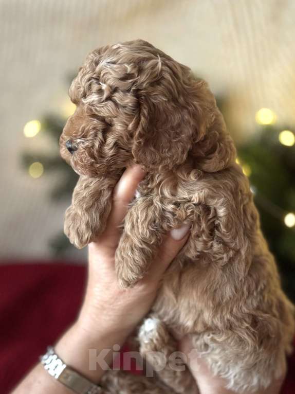 Собаки в Сочи: Мальтипу щенок Мальчик, 120 000 руб. - фото 2