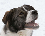 Собаки в Москве: Активный, молодой и ласковый Харви скучает в приюте, 2 года.  Мальчик, Бесплатно - фото 6