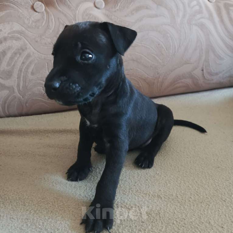 Собаки в Омске: Питбультерьер девочка Девочка, 15 000 руб. - фото 3