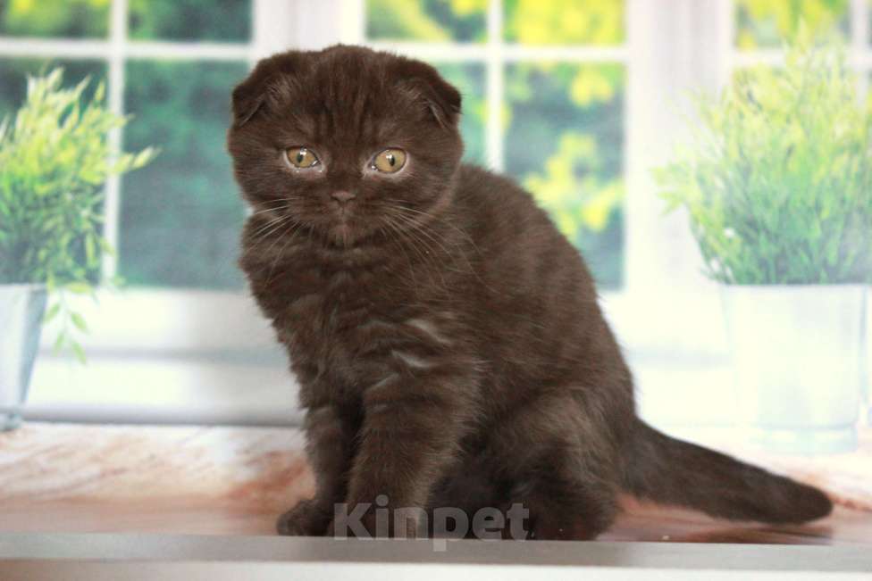 Кошки в Санкт-Петербурге: Шоколадный скоттиш фолд Мальчик, 25 000 руб. - фото 9