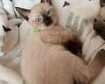 Кошки в Люберцах: Тайский милый котенок мальчик  Мальчик, 10 000 руб. - фото 4