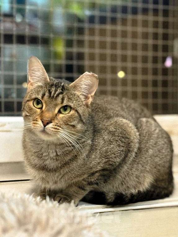 Кошки в Санкт-Петербурге: Кошка в добрые руки Девочка, Бесплатно - фото 3