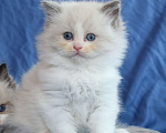 Кошки в Санкт-Петербурге: Рэгдолл Мальчик, 80 000 руб. - фото 1